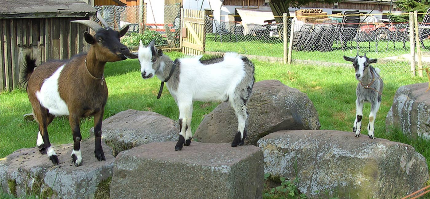 Tierisch geht es zu auf dem Killgusshof